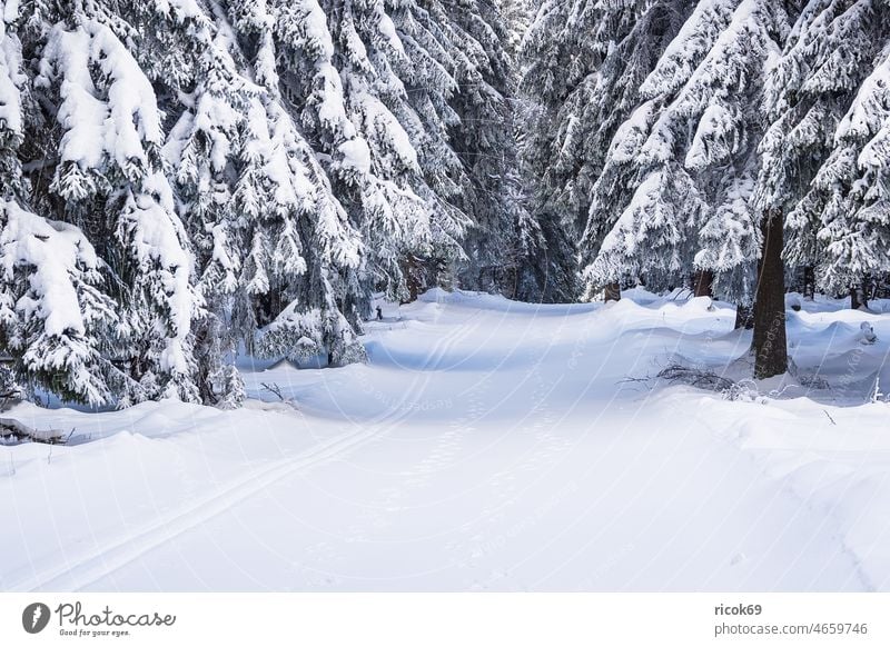 Landscape in winter in Thuringian forest near Schmiedefeld am Rennsteig Winter Snow Thueringer Wald Tree Forest Nature Cross-country ski trail White Frost Cold