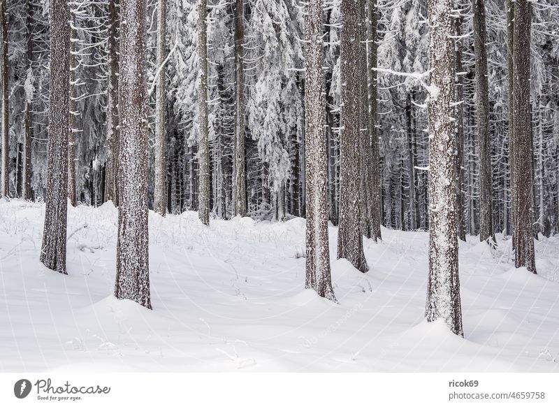 Landscape in winter in Thuringian forest near Schmiedefeld am Rennsteig Winter Snow Thueringer Wald Tree Forest Nature White Frost Cold vacation voyage mountain