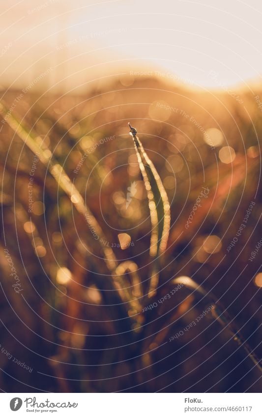 Dewdrop on top of a leaf plant leaves nature growing morning sunset sunrise sunlight warm warmth orange calm tranquil dew morning dew dawn natural field crops