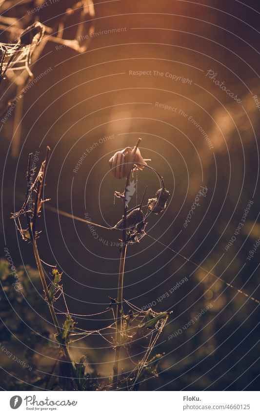 Snail climbing to the top of a plant morning light sunrise sunset sunlight dry twig nature animal spiderweb dew warm orange dreamy calm grass hero natural field