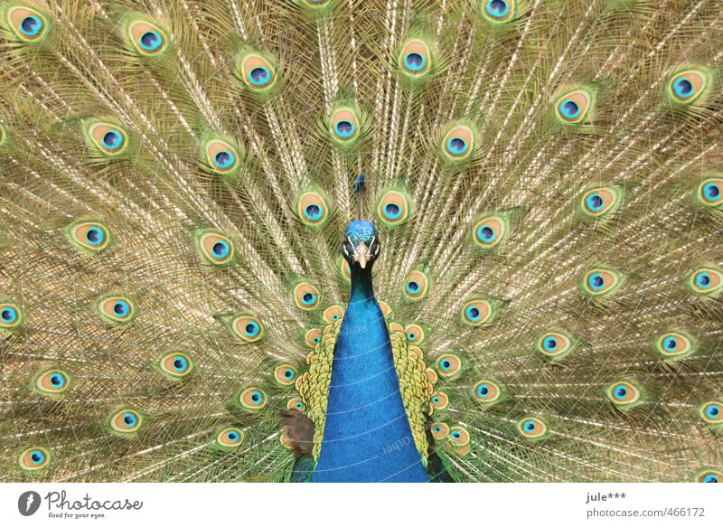 Look me in the eye, little one. Animal Pigeon Zoo Peacock Peacock feather 1 Rutting season Vacation & Travel Esthetic Exotic Blue Multicoloured Yellow Gold