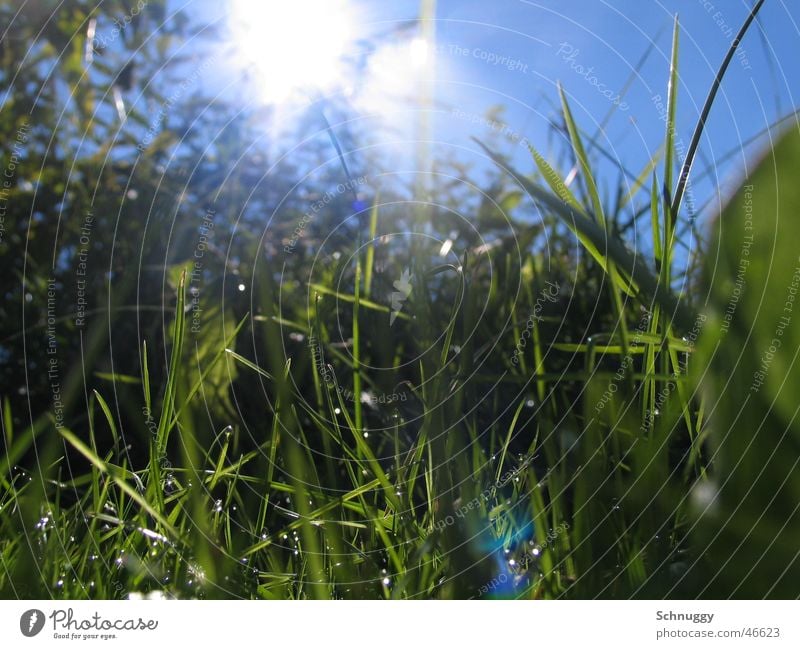 Juicy grass Grass Meadow Fresh Macro (Extreme close-up) Worm's-eye view Life alive Reflection