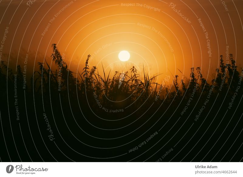 UT Teufelsmoor 2021|Sunrise in stinging nettle field Space for text Mystic Germany Sunlight Nature Bog Exterior shot Back-light Landscape romantic hazy