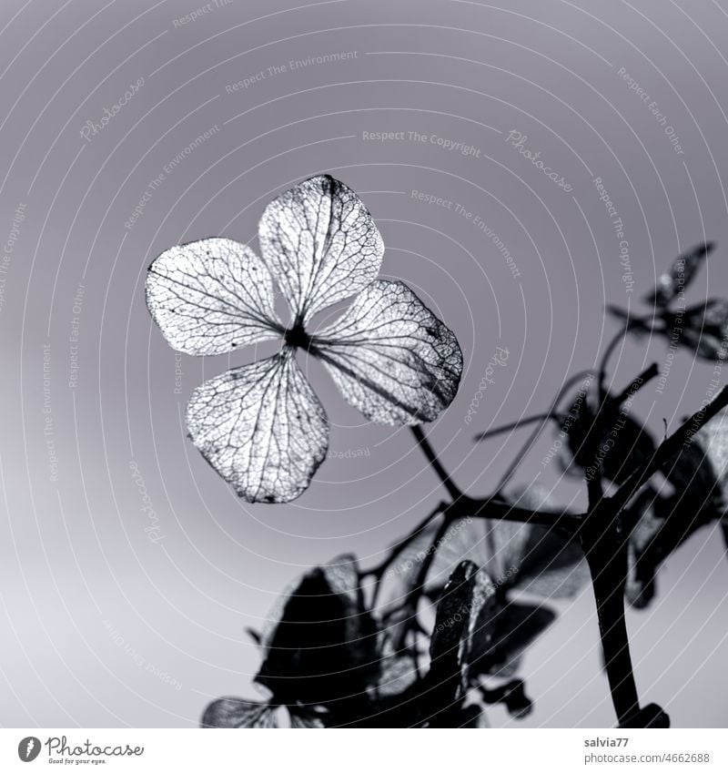 faded hydrangea flower Transience Faded Hydrangea Black & white photo Plant Blossom Hydrangea blossom Macro (Extreme close-up) Nature Autumn Delicate Rachis