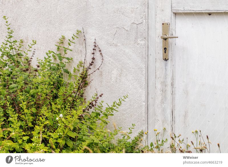 This door has not been opened for a long time, in front of it has become a lush green meadow handle Closed too wax proliferate become overgrown Grass Nature