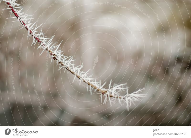 chill Twig Twigs and branches Ice Frost Ice crystal ice crystals Winter Cold Nature Snow Plant Hoar frost White Frozen Branch Bushes Freeze Crystal structure