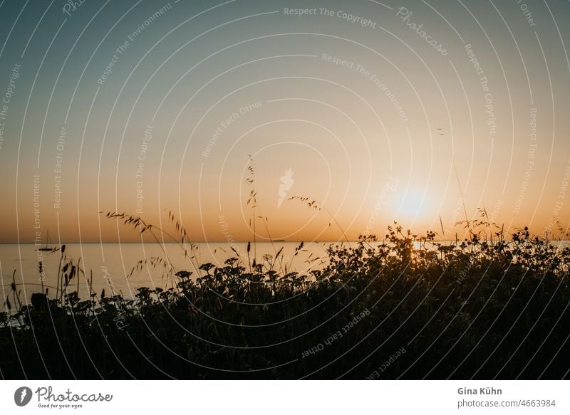 Grasses against the light Contrast Back-light Yellow Nature Sun grasses Mood lighting Sunlight Sunbeam Sky Light (Natural Phenomenon) Plant Summer Environment