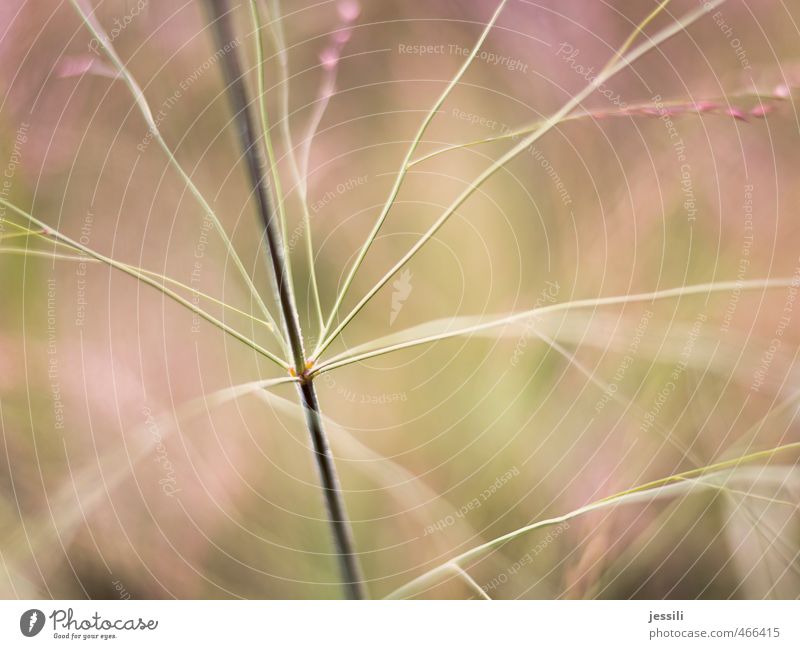 fork Nature Plant Drops of water Grass Garden Park Meadow Line Thin Wet Green Pink Optimism Wisdom Creativity Planning Delicate Light green Branched pastel