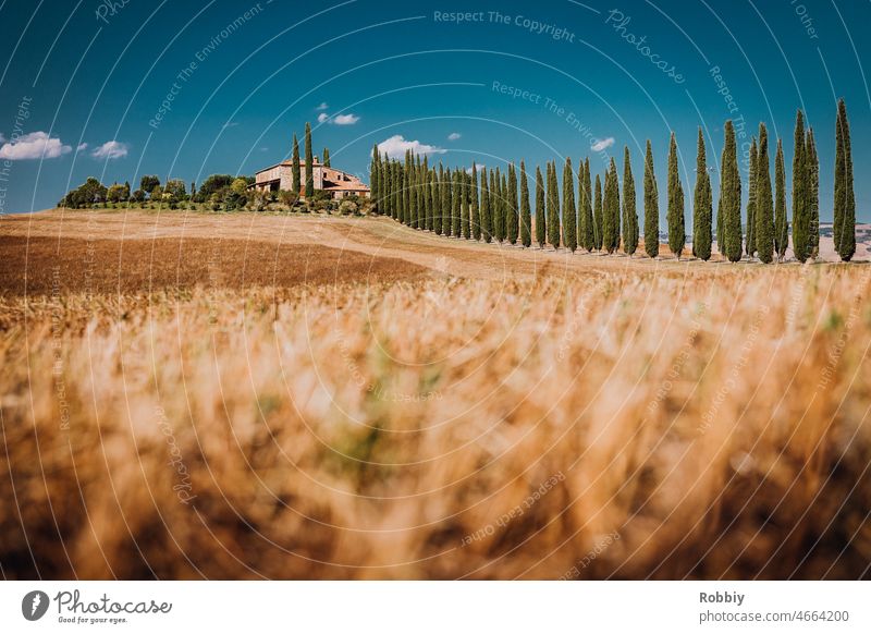 Villa with cypress trees in Tuscany Italy Southern Europe cypress avenue Cypress Field vacation holidays Landscape travel House (Residential Structure) Hill