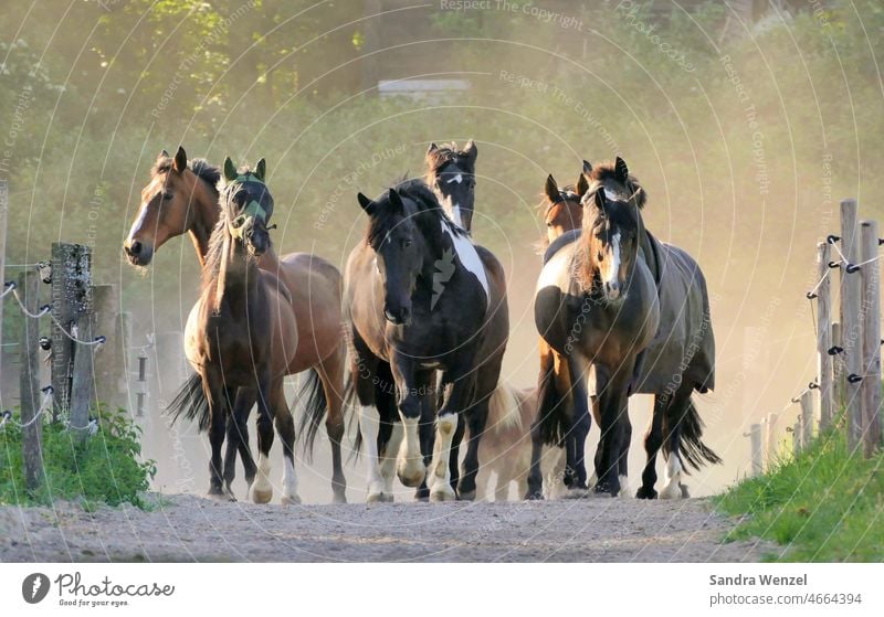 Horses in the morning sun herds of horses Summer Fog Freedom Joy Moody paddock Keeping of animals Species-appropriate Discontinuation freewheel Willow tree