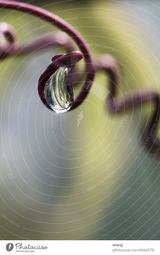 Water drop in curl. Shoot tendril of passion flower. Spiral Tendril Rotate Authentic Thin Nature Drops of water shoot tendril Part of the plant Grief