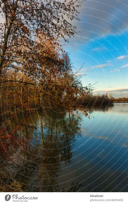 Reflection in water - still bare trees reflected in water - portrait format spring reflection Silhouette Landscape Sunlight Winter Seasons Portrait format Sky