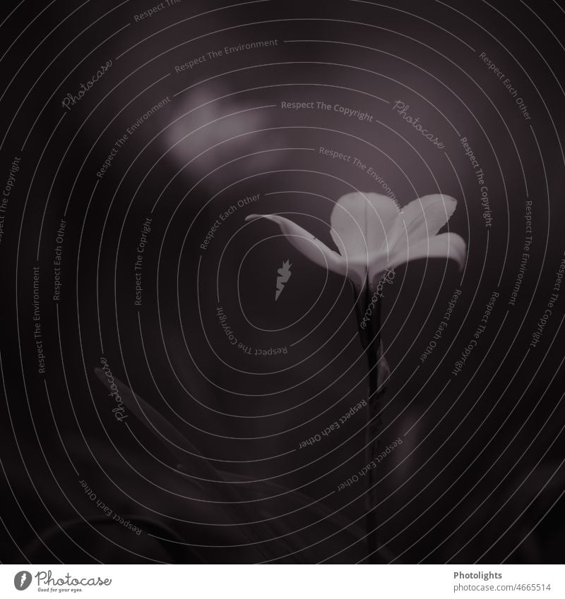 Delicate flower in black and white Blossom black-and-white Grief Flower Plant Exterior shot Close-up Deserted blurriness by oneself Lonely naturally