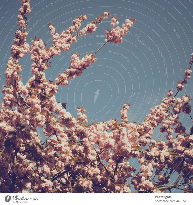 Japanese cherry blossom Pink Blue Sky Copy Space Blossom Spring Nature Cherry blossom Plant Blossoming Tree pretty Exterior shot Colour photo Beautiful weather