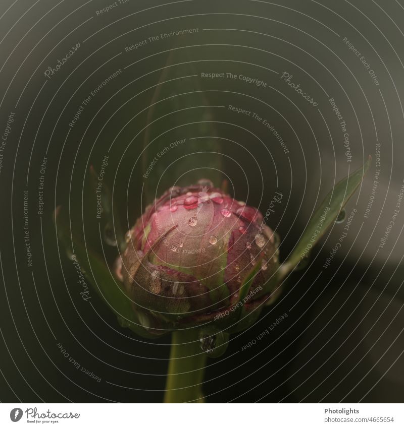 Bud a peony with water drops bud Peony Drops of water Green pink Red White Nature Blossom Spring Flower Plant pretty Colour photo Close-up Pink Summer Garden