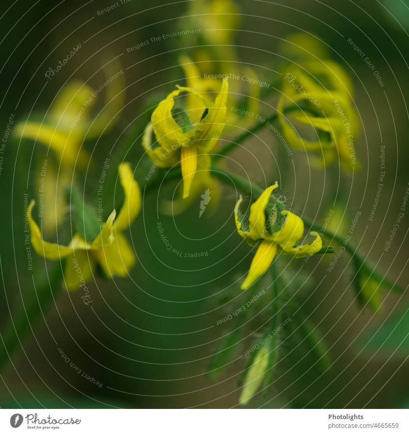 Yellow flowers of a tomato plant Garden Nature blossoms tomato bush tomatoes Tomato flowers Close-up Plant Green Spring Flower Blossom Colour photo