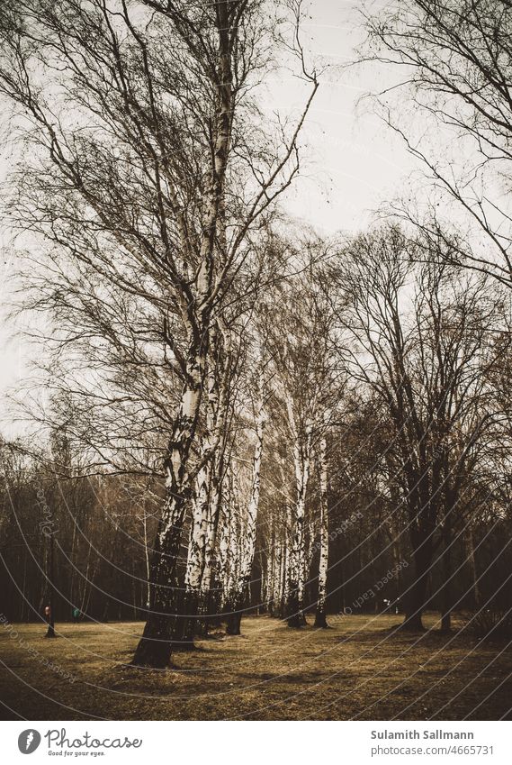 autumn birch grove Birch wood trees Autumnal somber sad Gloomy Bleak Nature Botany Eerie depressing spooky Threat ghostly mystic landscape Lonely Loneliness