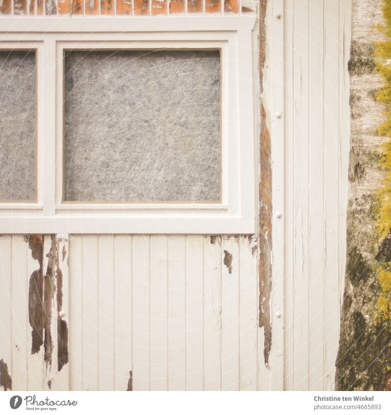 Peeling white painted wooden facade and stuck windows. On the right a tree trunk Wooden facade Old Flake off Canceled White white color Window pasted up