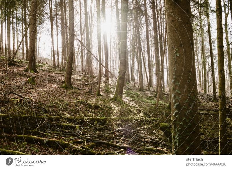 Sun shines through a coniferous forest on the slope Coniferous forest Hunting Blind Forest Nature Exterior shot Tree Landscape Colour photo Environment