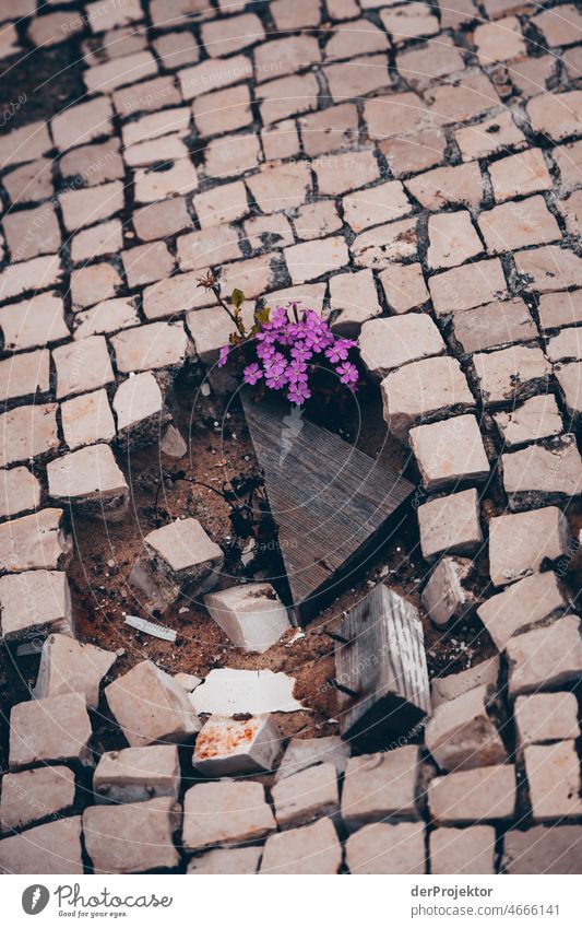 Abandoned "Pools of São Pedro de Moel": broken stones with flower Force of nature Experiencing nature Copy Space middle Structures and shapes Contrast