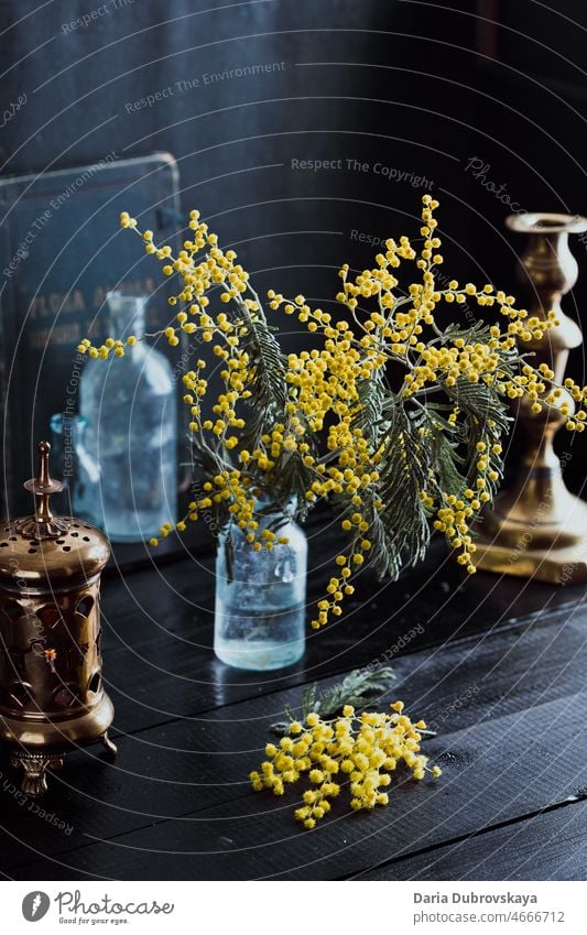 mimosa in a vase on a black table elegant botany flora women day womens day yellow flowers 8 march plant color blossom blooming acacia spring season nature