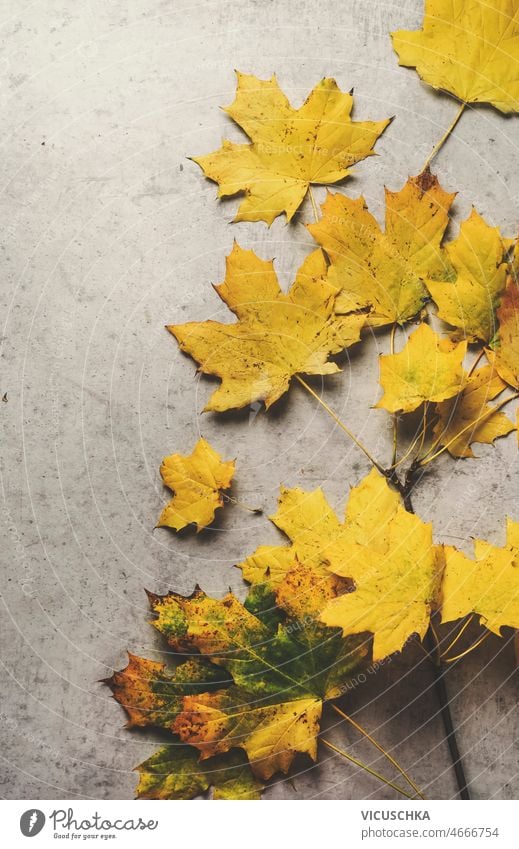 Yellow autumn leaves at grey concrete table. Seasonal autumn background yellow seasonal colored top view colorful fall leaf maple natural nature november