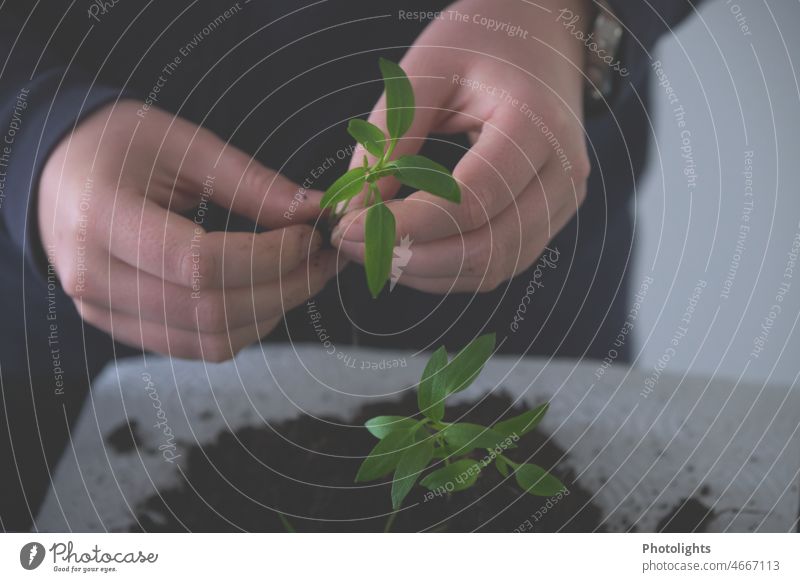 Young bell pepper plants in hands Interior shot Vitamin-rich Food photograph Delicious Garden Healthy Eating Colour photo Nutrition Close-up Organic produce