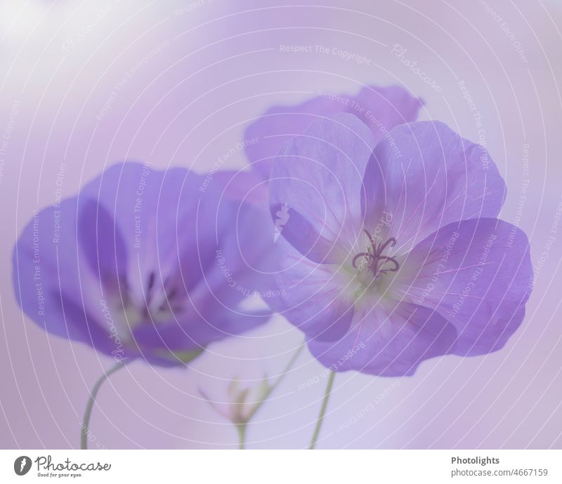 Delicate blue cranesbill storchenschnabel Copy Space light blue Blue macro Bright Dreamily Detail pretty background petals Botany Blossom leave flora