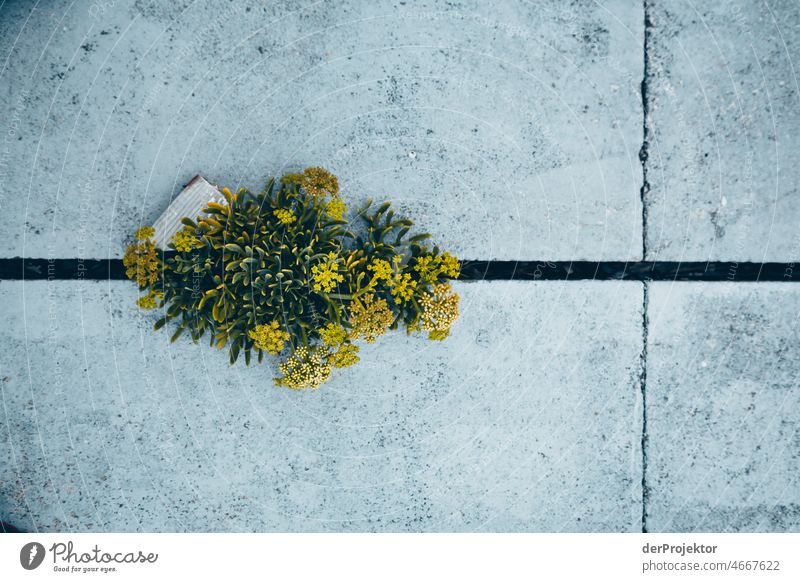 Abandoned "Pools of São Pedro de Moel": column with flower II Force of nature Experiencing nature Copy Space middle Structures and shapes Contrast Reflection