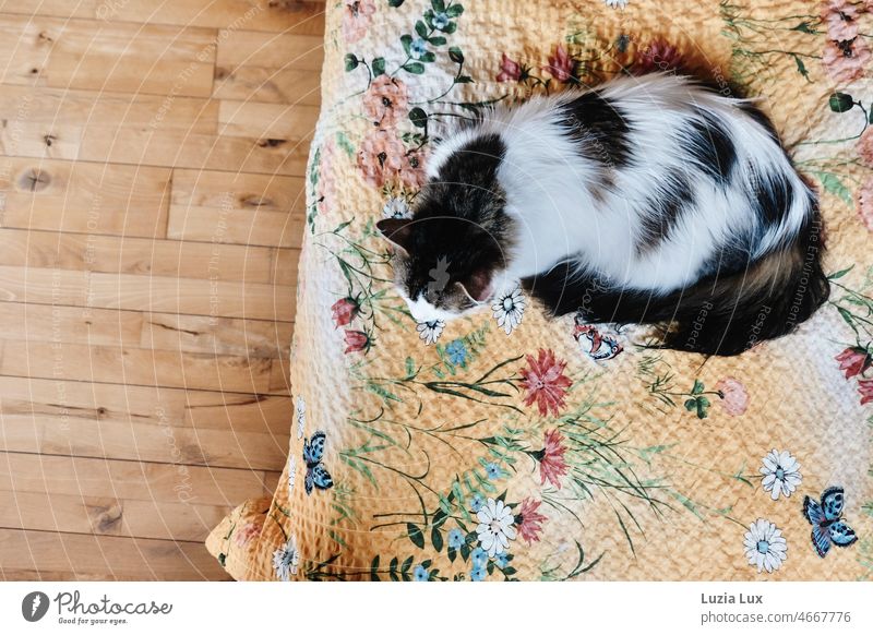 Long haired cat sleeping with pricked ears on colorful bedding Cat hangover Longhaired cat Long-haired Sleep doze cat's sleep ears sharpened Peaceful contented