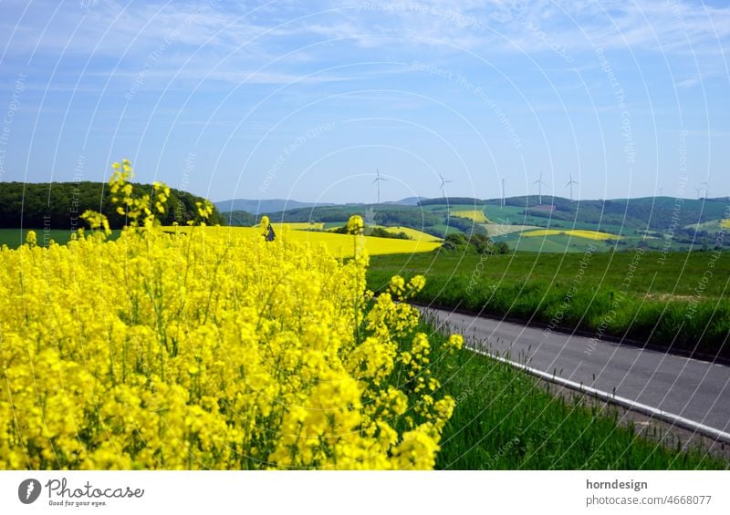 Wind turbines in the Palatinate Mountains windmills Renewable energy wind power Canola field Spring stream energy revolution Rhineland-Palatinate