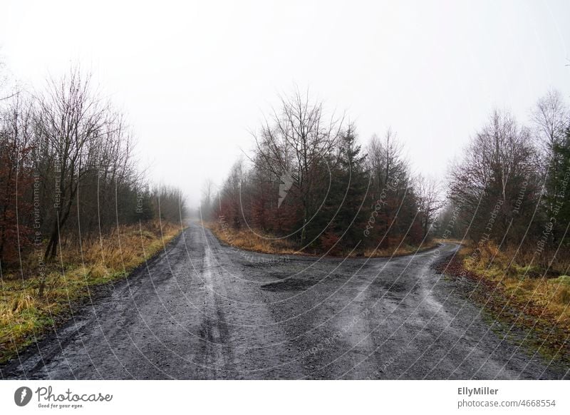 Fork in the forest. Hiking trail in Sauerland. fork Lanes & trails Forest Nature Deserted Landscape hiking trail Direction Decide Orientation Navigation