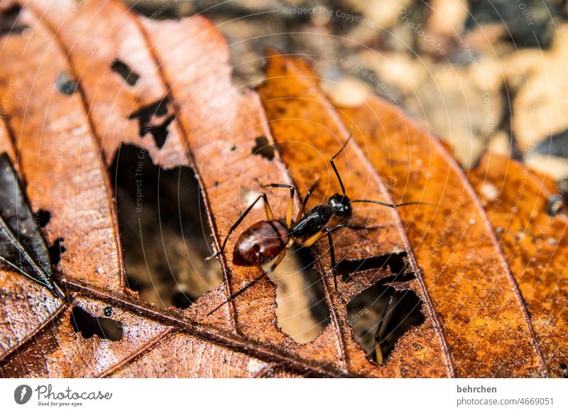 work animal Malaya Borneo Nature Wild animal Crawl Deserted Colour photo Macro (Extreme close-up) Close-up Animal portrait Environment Exterior shot foliage