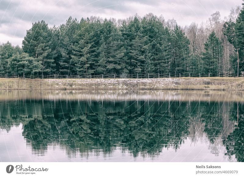 autumn landscape with young fresh pine forest and fence. Reflection in calm waveless pond water. Symmetry. Latvia. abstract background beautiful beauty blue