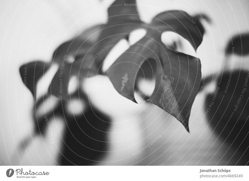 Leaf of monstera houseplant Monstera office plant Houseplant Plant Close-up Black & white photo black-and-white Shallow depth of field Pot plant leaves