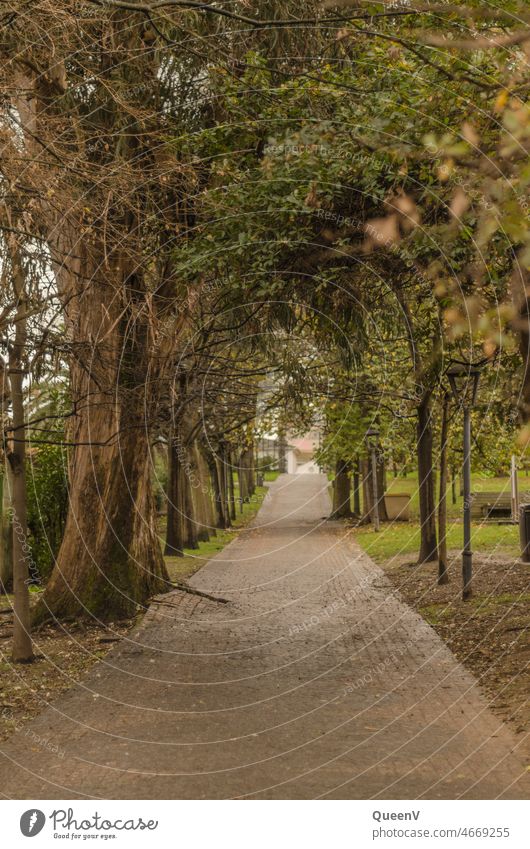 Path with trees off Tree Park city park Town Walking Nature To go for a walk green Green space maintenance Lanes & trails Target Environment Calm Relaxation