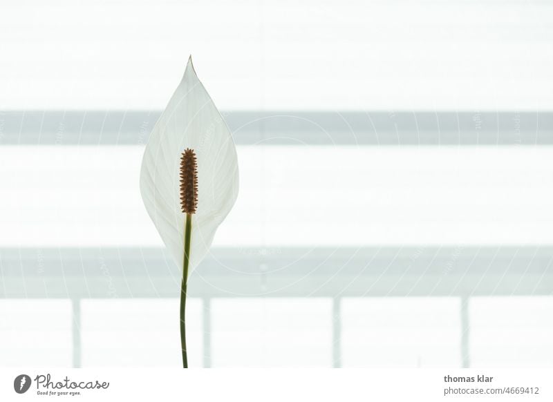 One leaf flowered with white background Monocle bloom Close-up Spring naturally Detail botanical petals Blossom Botany macro Floral leaves Nature Green stamens