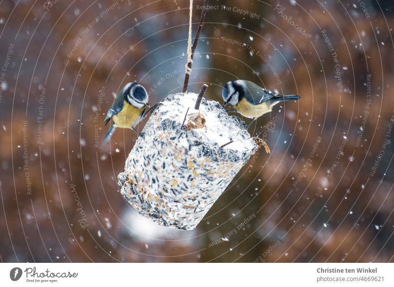 Animal love | Feathered guests at breakfast on a huge homemade tit dumpling Blue Tits blue tits Tit mouse birds Wild Birds garden birds winter feeding Winter