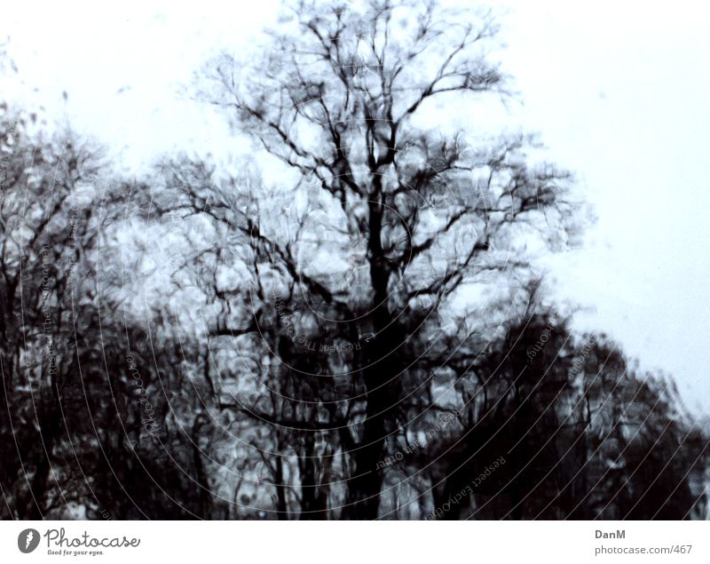 rain Tree Car Window Rain