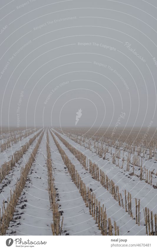 Mowed rows of corn - who knows - in central perspective to the foggy horizon Landscape Field acre Horizon Agriculture Nature harvested graphically