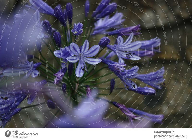 Blue flower Flower Blossom Blossoming Plant Close-up blurriness Violet Shallow depth of field Detail Exterior shot Nature Garden garden flower pretty