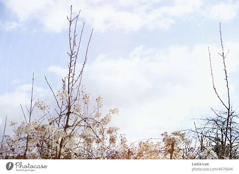 blue spring sky with white clouds, white tendrils and still bare branches Sky Blue Sky blue light blue Clouds little cloud Bald Branches twigs Branchage White