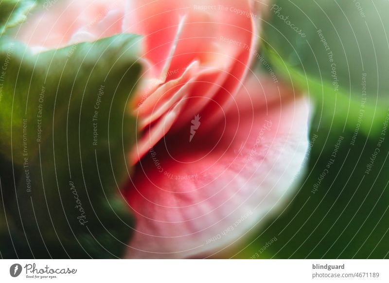 Delicate pink between green Flower Plant Leaf flora Smooth Blossom leave Soft Macro (Extreme close-up) pretty blurriness Fragrance Pink White Green Close-up