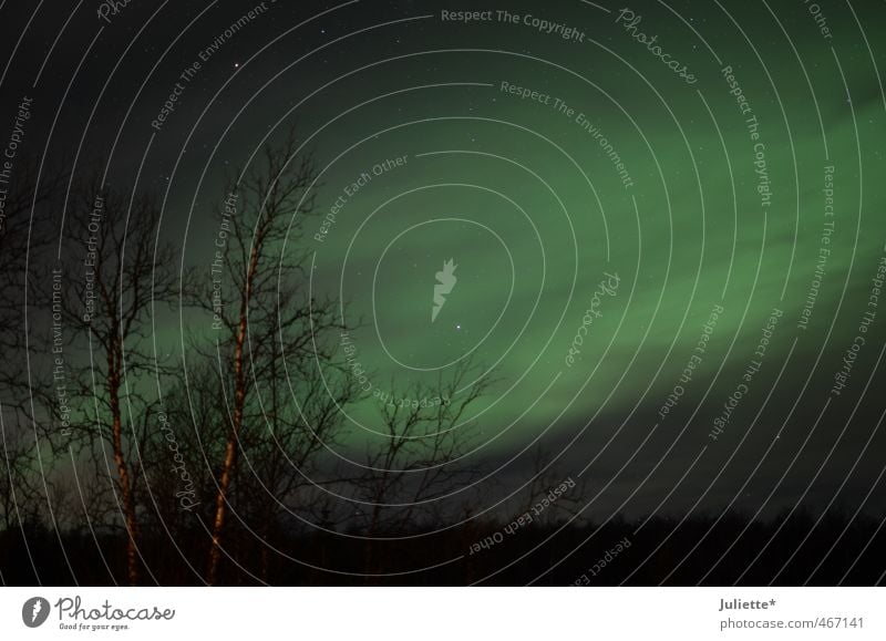 Northern lights in Norway Nature Landscape Sky Night sky Stars Winter Beautiful weather Aurora Borealis Tree Bushes Fantastic Green Black Arctic circle