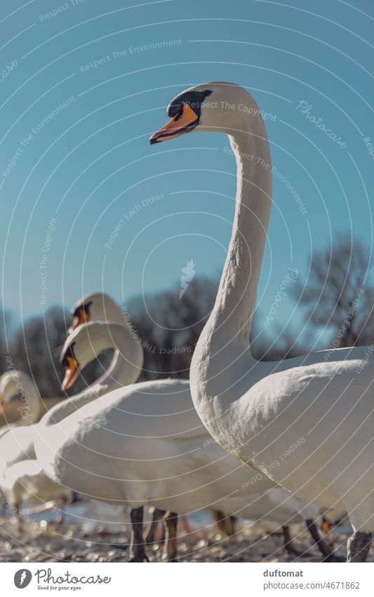 white swan against blue sky Swan Swan Lake gooseneck Nature waterfowl Bird Water White Animal Purity innocence Pride Neck Elegant pretty Beak Grand piano