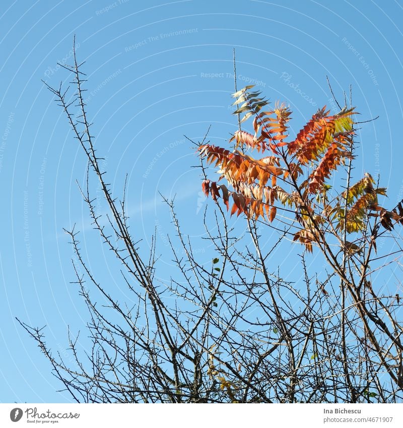 A vinegar tree branch with reddish, orange and yellow leaves between prickly dry twigs. Staghorn sumac rhus typhina Plant Exterior shot Wind Tree Autumn Nature