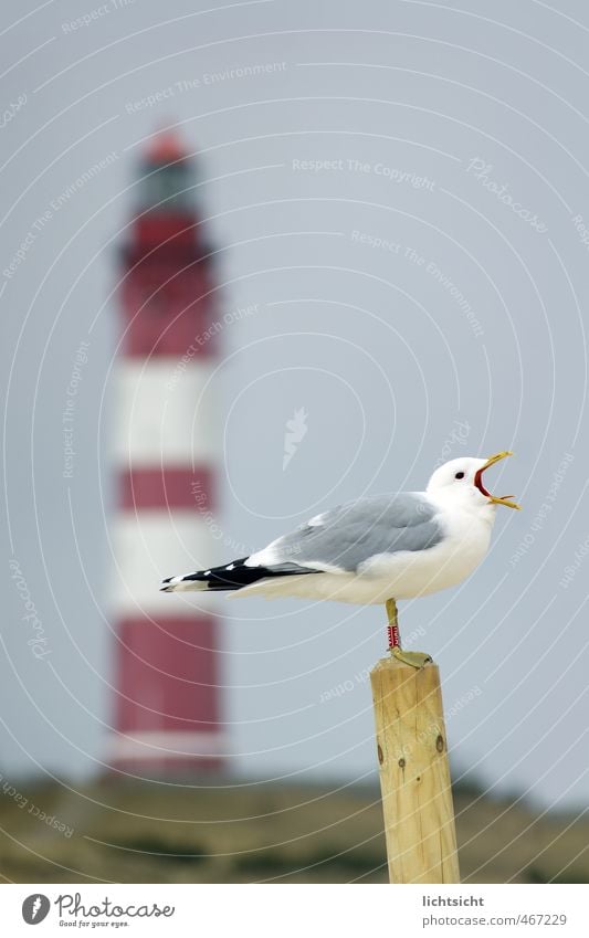 "Laaaah!" Nature Landscape Cloudless sky Spring Summer Autumn Beautiful weather Hill Coast North Sea Ocean Island Lighthouse Bird 1 Animal Scream Amrum Pole