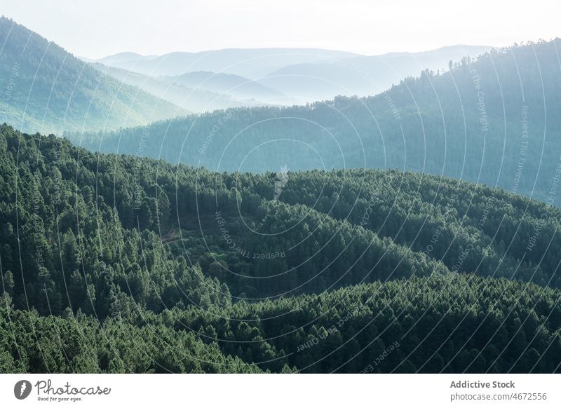 Green trees in dense forest plant woods woodland nature vegetate mountain slope coniferous growth environment lush high scenic flora summer vivid light bright