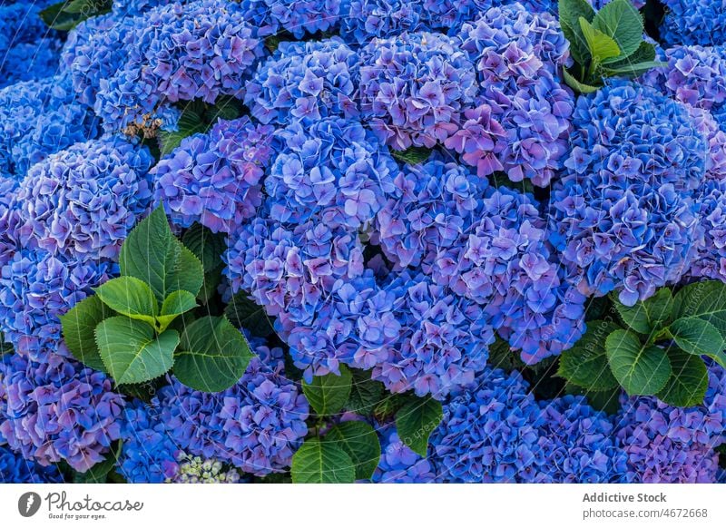 Bush with blue Hydrangea flowers hydrangea bush hortensia garden flora bloom plant horticulture cultivate blossom summer botany growth abundance floral colorful