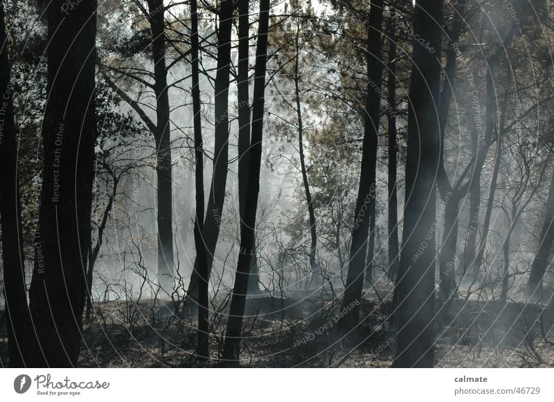 -- forest fire -- Forest fire Tree Glow Smoke Nature Blaze